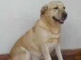 Belinha