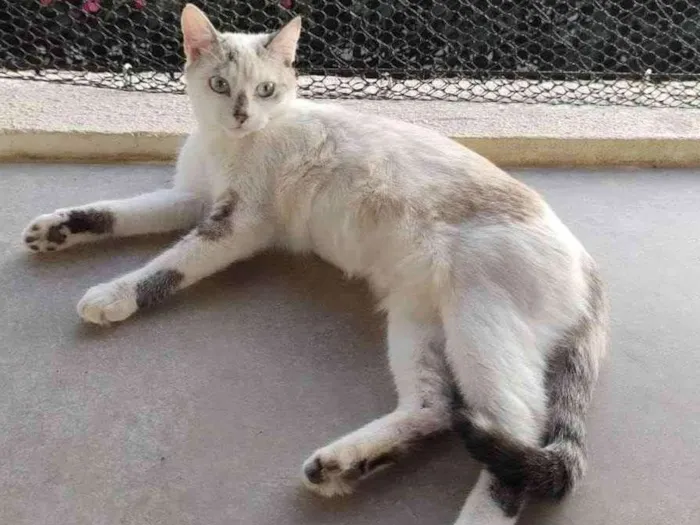 Gato ra a Sem raça definida idade 7 a 11 meses nome Miah