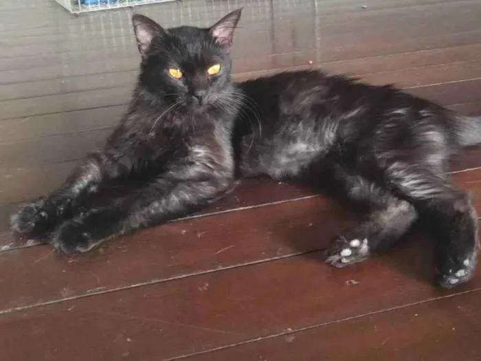 Gato ra a Sem raça definida idade 7 a 11 meses nome Black