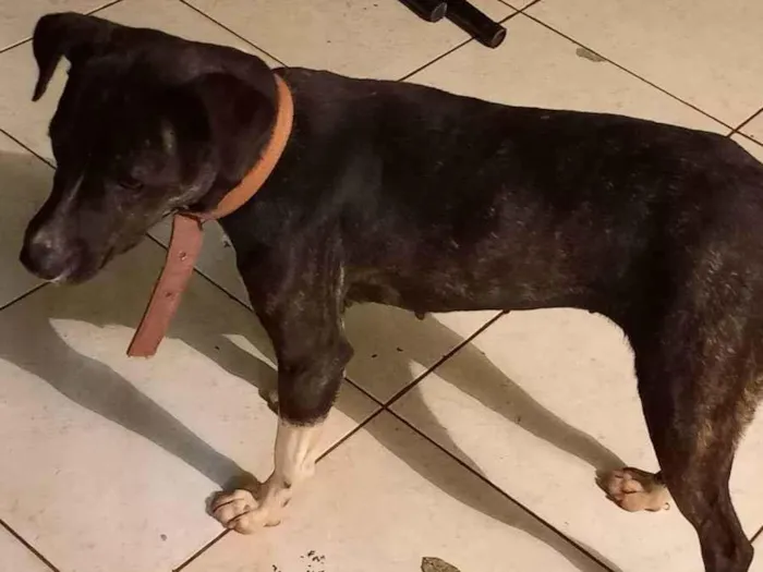 Cachorro ra a Porte medio idade 2 anos nome Julhy e jhou 