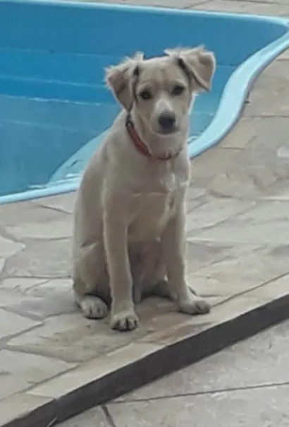 Cachorro raça SRD idade 2 a 6 meses nome Bolt