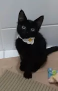 Pietra