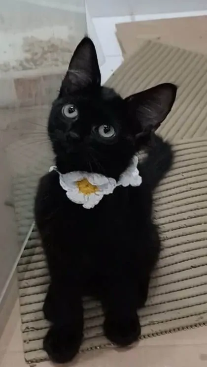 Gato ra a Srd idade 2 a 6 meses nome Pietra