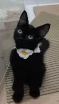 Pietra