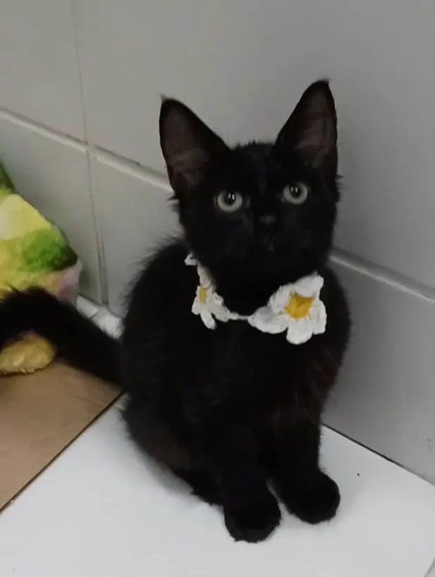 Gato ra a Srd idade 2 a 6 meses nome Pietra