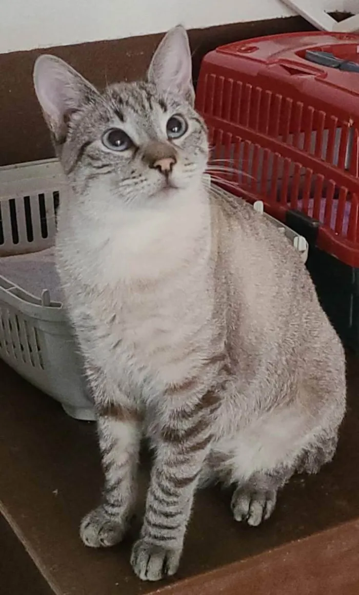 Gato ra a Srd idade 1 ano nome Ravi