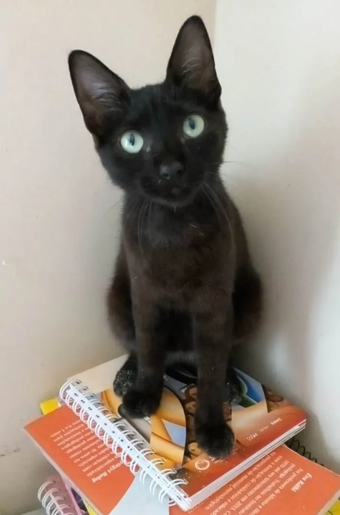 Gato ra a Srd idade 2 a 6 meses nome Iara