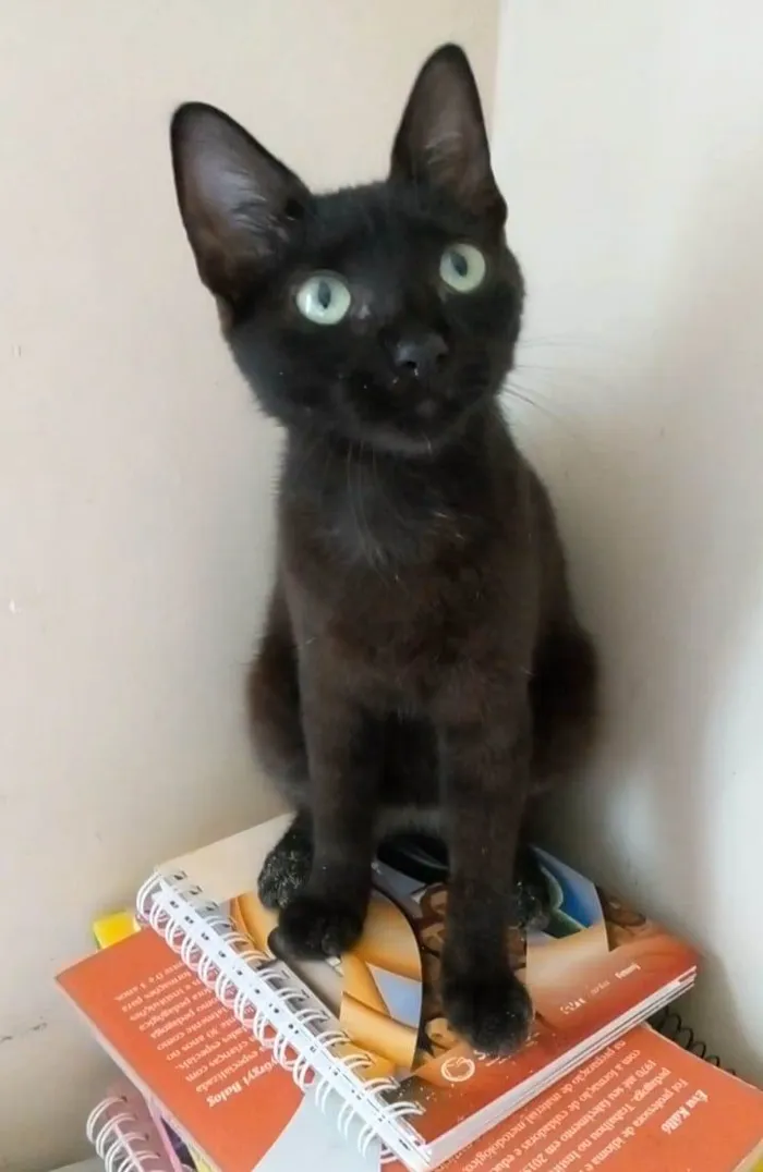 Gato ra a Srd idade 2 a 6 meses nome Iara