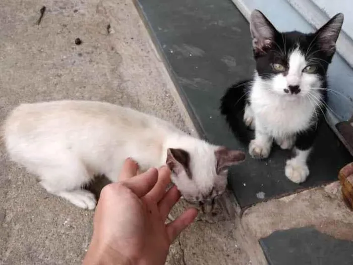 Gato ra a felino idade Abaixo de 2 meses nome Sem nome