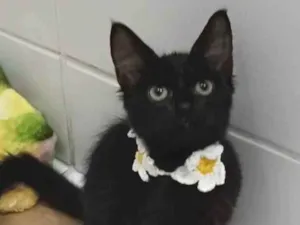 Gato raça Srd idade 2 a 6 meses nome Pietra