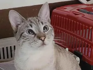 Gato raça Srd idade 1 ano nome Ravi