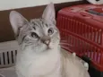 Ravi