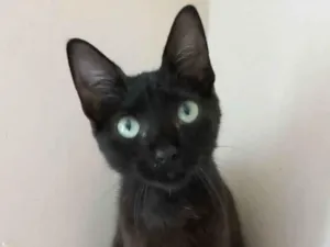 Gato raça Srd idade 2 a 6 meses nome Iara