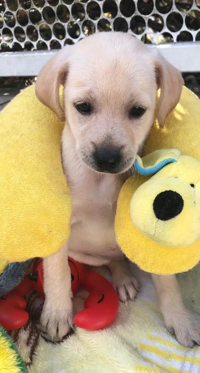 Cachorro raça SRD  idade 2 a 6 meses nome Sem Nome 