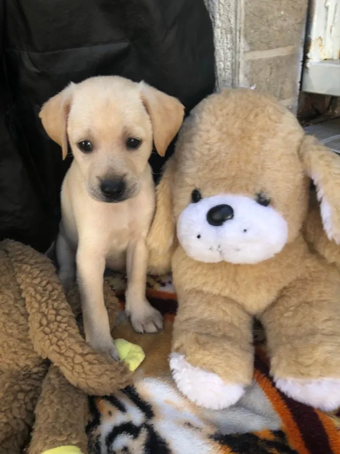 Cachorro raça SRD  idade 2 a 6 meses nome Sem Nome 