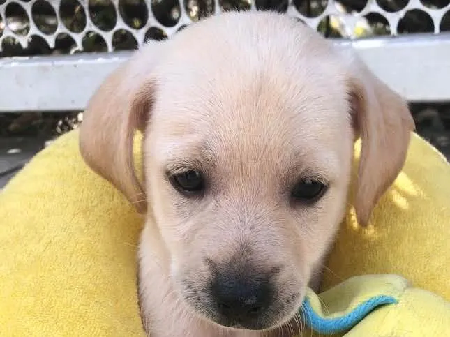 Cachorro raça SRD  idade 2 a 6 meses nome Sem Nome 