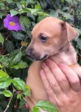 Cachorro raça SRD  idade Abaixo de 2 meses nome Sem Nome
