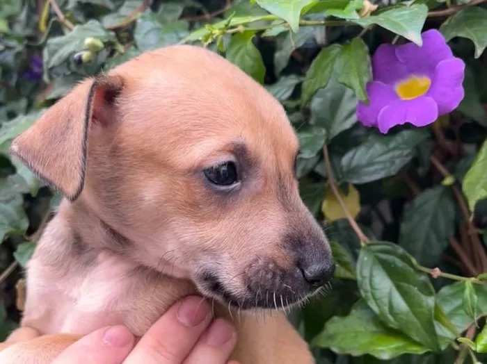Cachorro raça SRD  idade Abaixo de 2 meses nome Sem Nome
