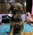 Cachorro raça SRD idade Abaixo de 2 meses nome Sem Nome