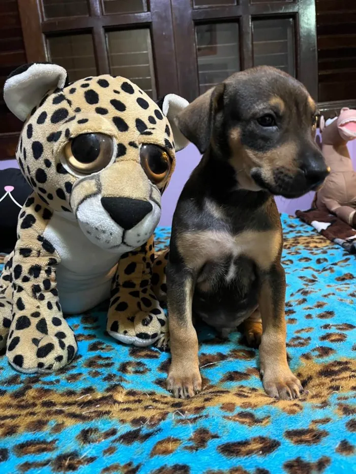 Cachorro raça SRD idade Abaixo de 2 meses nome Sem Nome