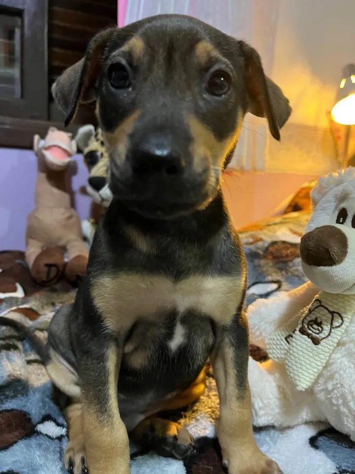 Cachorro raça SRD idade Abaixo de 2 meses nome Sem Nome