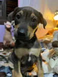 Cachorro raça SRD idade Abaixo de 2 meses nome Sem Nome