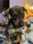Cachorro raça SRD idade Abaixo de 2 meses nome Sem Nome