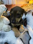 Cachorro raça SRD idade Abaixo de 2 meses nome Sem Nome