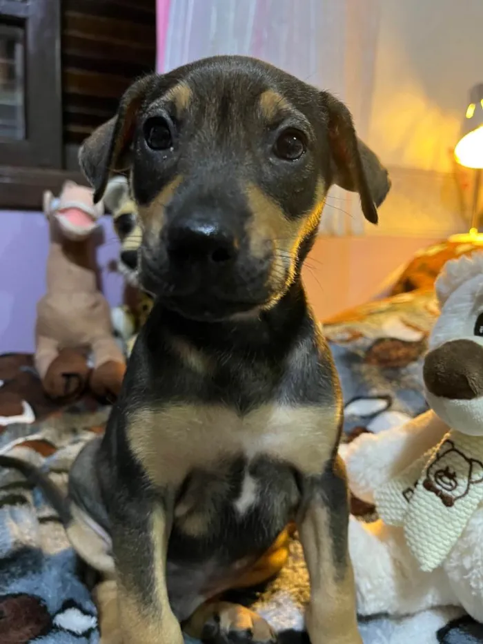 Cachorro raça SRD idade Abaixo de 2 meses nome Sem Nome