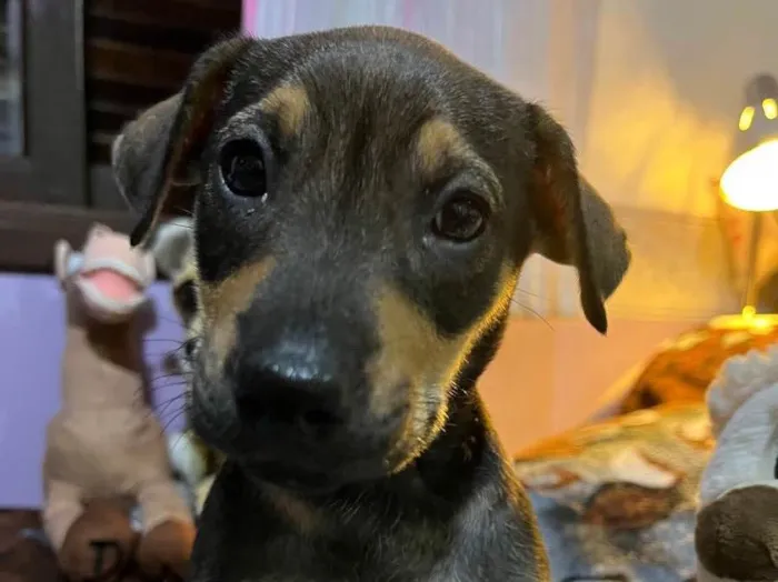 Cachorro raça SRD idade Abaixo de 2 meses nome Sem Nome