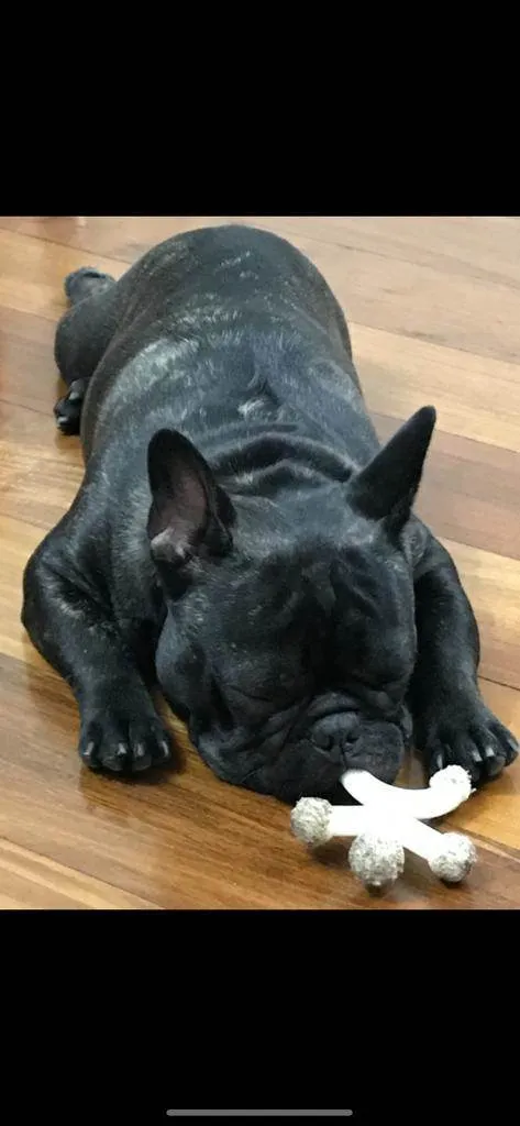 Cachorro raça Budoque francês  idade 5 anos nome Igor