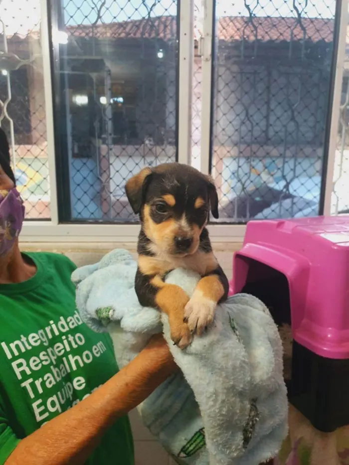Cachorro ra a  idade Abaixo de 2 meses nome MEL