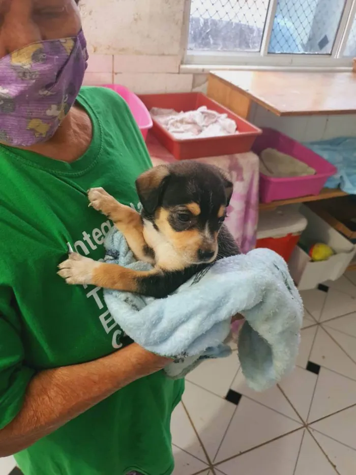 Cachorro ra a  idade Abaixo de 2 meses nome MEL