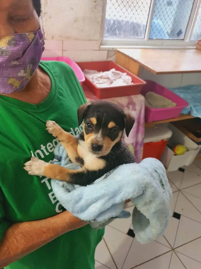 Cachorro ra a  idade Abaixo de 2 meses nome MEL