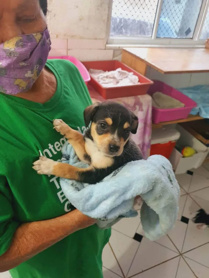Cachorro ra a  idade Abaixo de 2 meses nome MEL