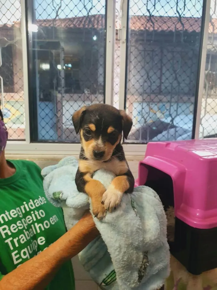 Cachorro ra a  idade Abaixo de 2 meses nome MEL