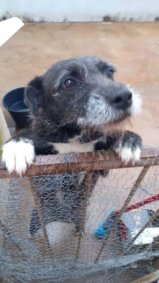 Cachorro ra a Indefinido  idade 4 anos nome Catara