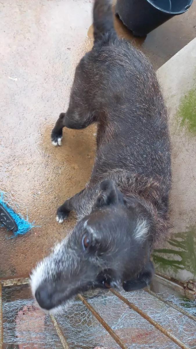 Cachorro ra a Indefinido  idade 4 anos nome Catara