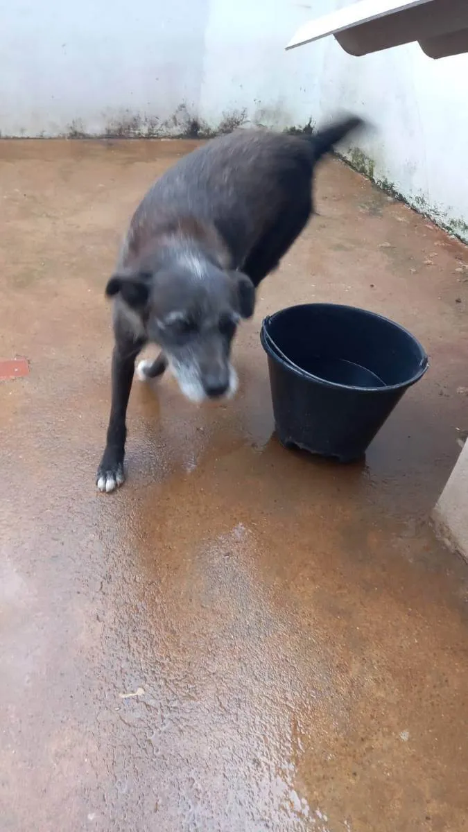 Cachorro ra a Indefinido  idade 4 anos nome Catara