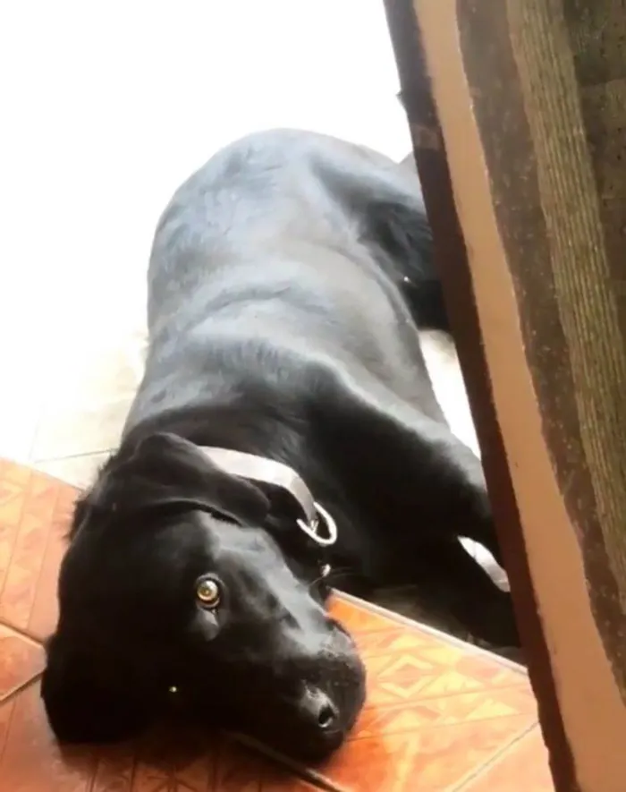 Cachorro ra a Labrador idade 4 anos nome Thor