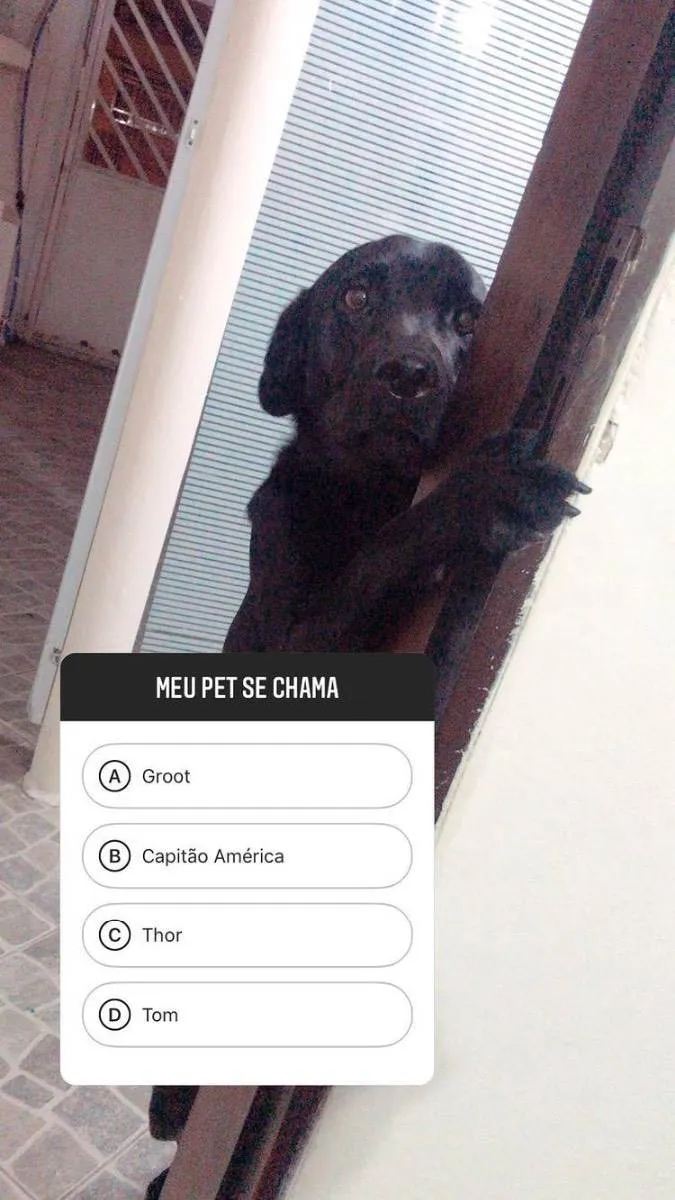 Cachorro ra a Labrador idade 4 anos nome Thor