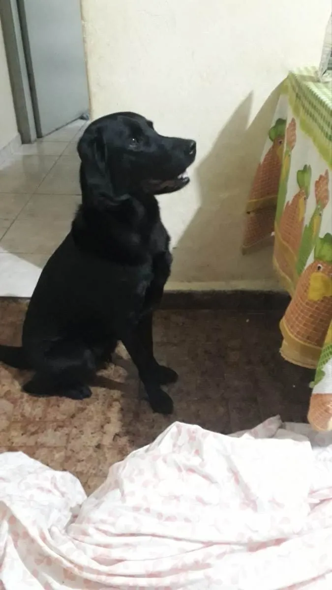 Cachorro ra a Labrador idade 4 anos nome Thor