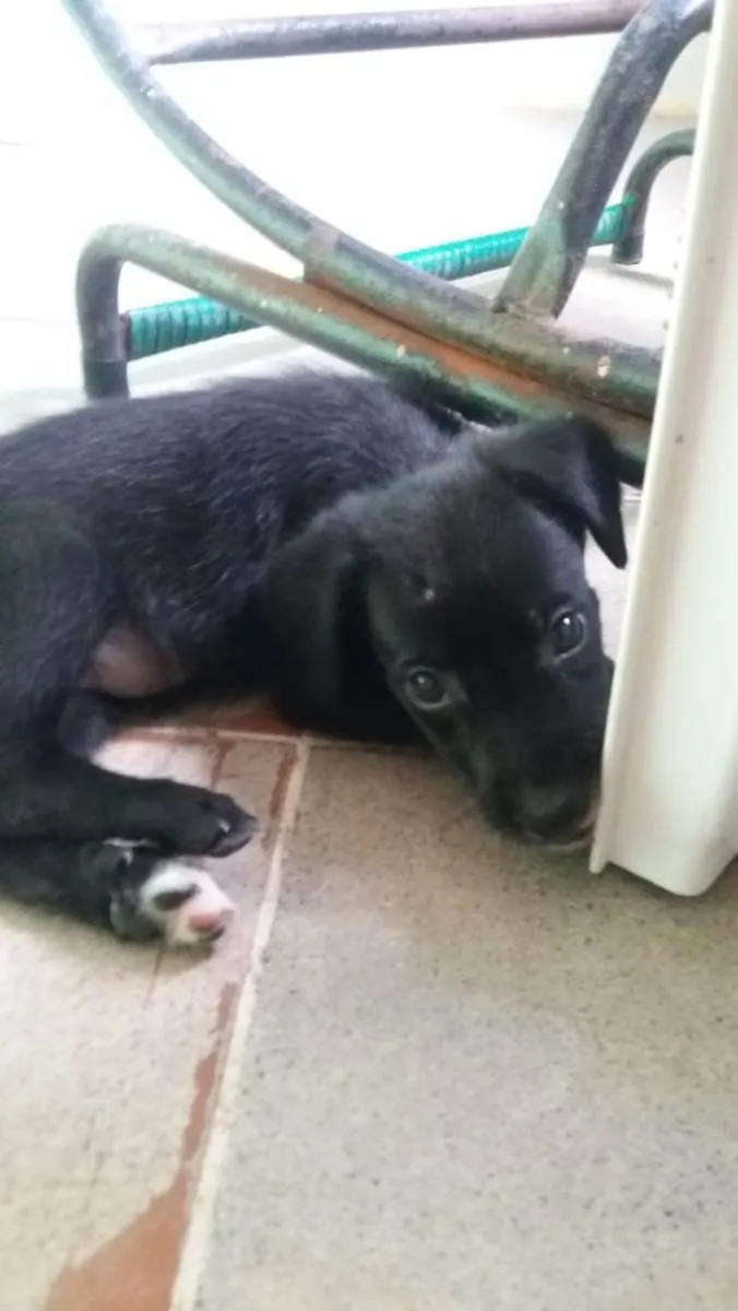 Cachorro raça Srd idade 2 a 6 meses nome Preta