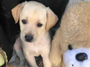 Cachorro raça SRD  idade 2 a 6 meses nome Sem Nome 