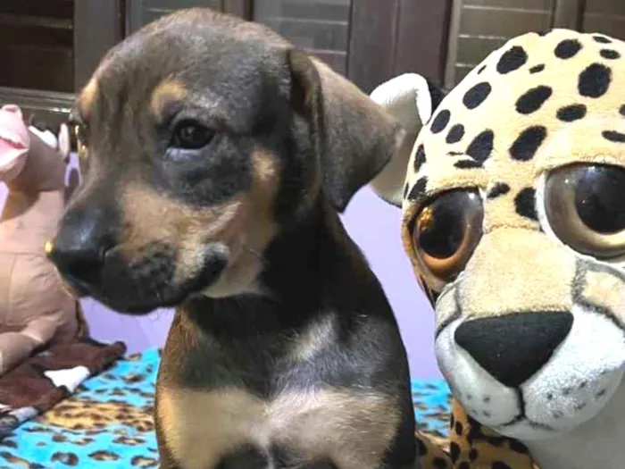 Cachorro raça SRD idade Abaixo de 2 meses nome Sem Nome