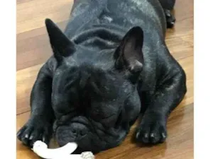 Cachorro raça Budoque francês  idade 5 anos nome Igor
