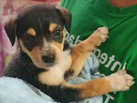Cachorro ra a  idade Abaixo de 2 meses nome MEL