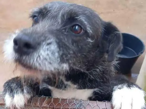 Cachorro ra a Indefinido  idade 4 anos nome Catara