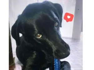 Cachorro raça Labrador idade 4 anos nome Thor