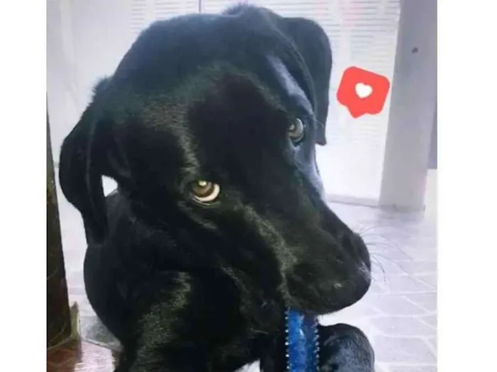 Cachorro ra a Labrador idade 4 anos nome Thor